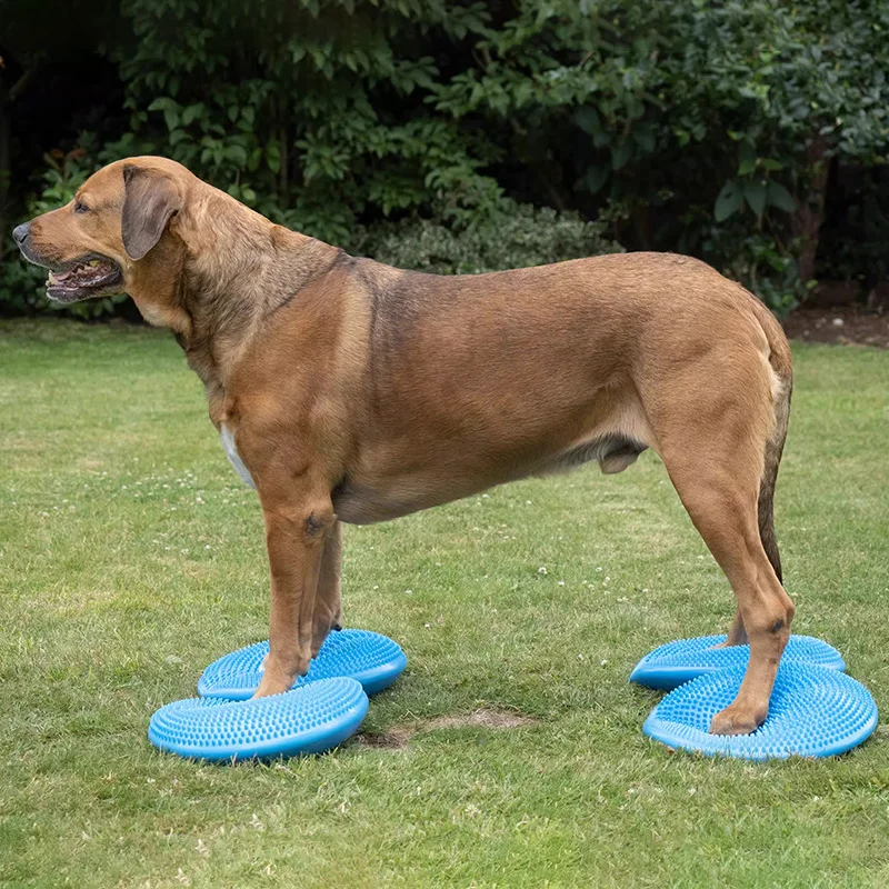 Hunde Trainings hilfen Balance – Sports Equipment For Training Bewertung und Preis