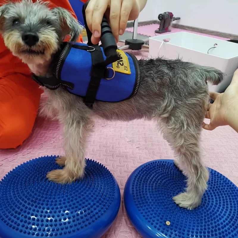 Hunde Trainings hilfen Balance – Sports Equipment For Training Bewertung und Preis